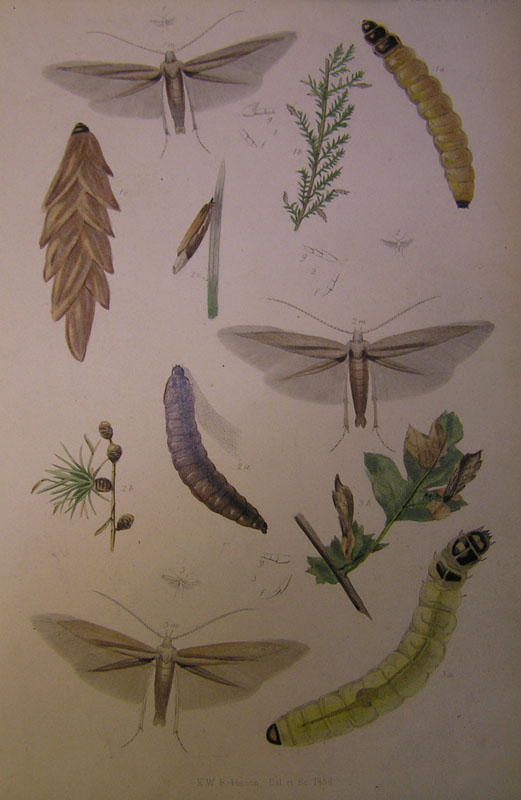 Le Coleophoridae d''Italia